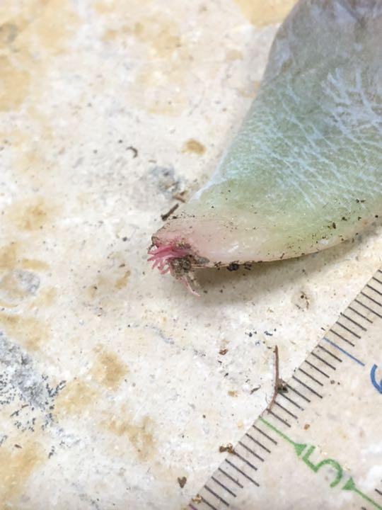 高評価 多肉植物 クリスぺートビューティ♡希少葉挿し⑦ 発根済 Buh7L-m80375428103 正規品定番