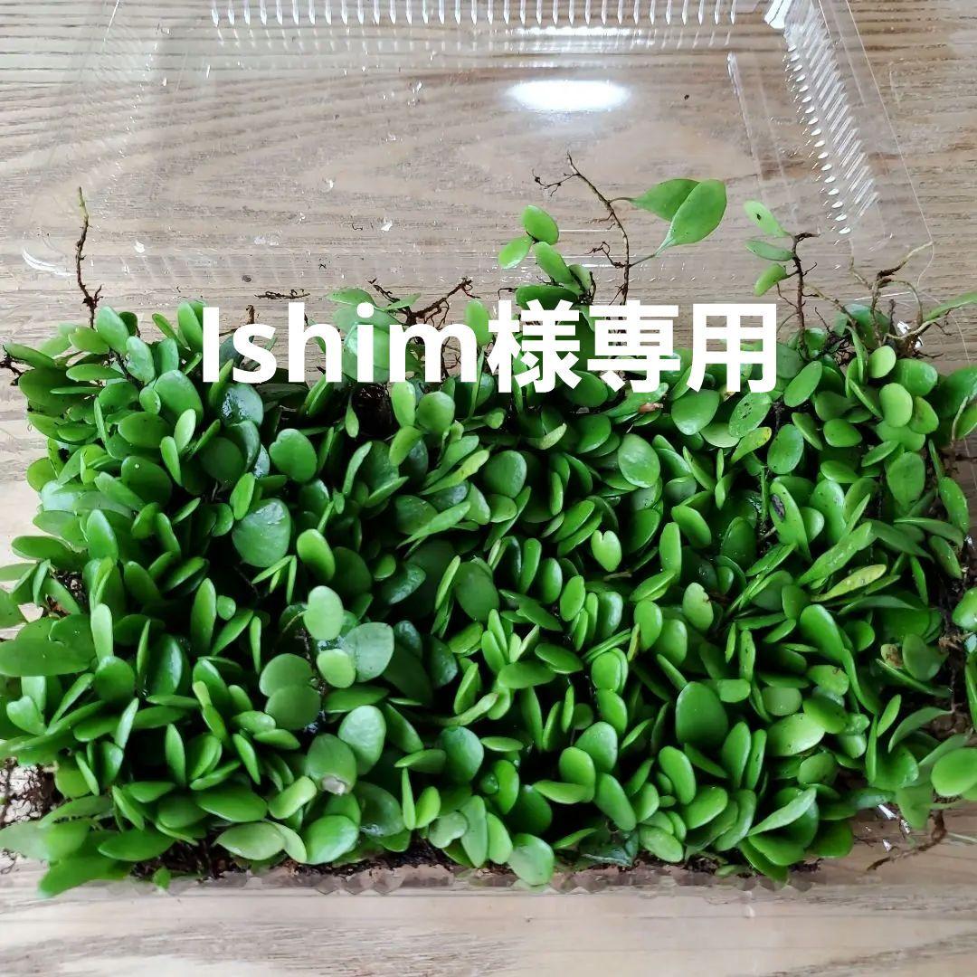 Ishim様専用　マメヅタ.マメゴケ (シダ植物)L9パック分　速達料金込み