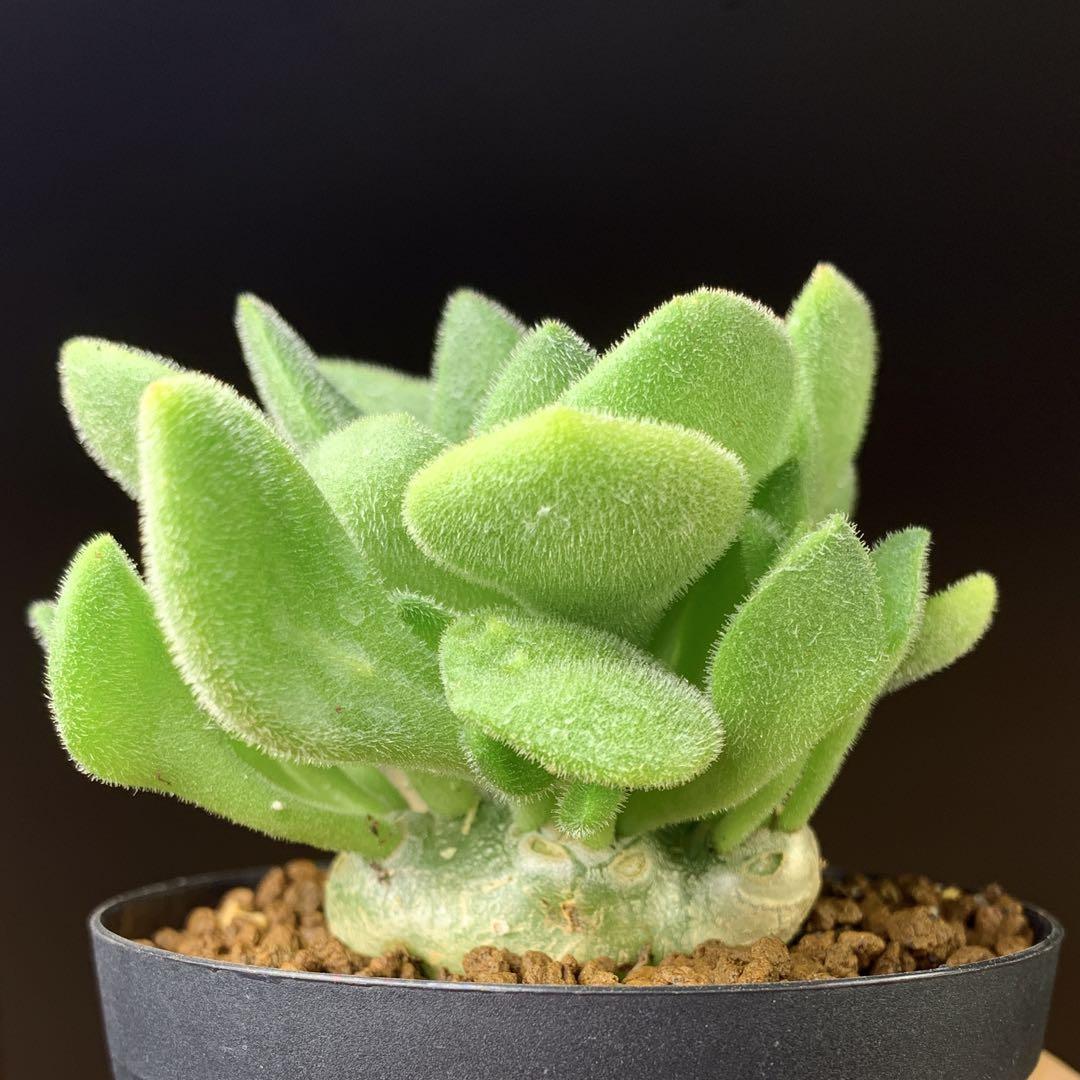 レア実生！　写真2-5枚目　チレコドン　ポドレイアエ　多肉植物　塊根植物　実生 レア実生！写真2-5枚目チレコドンポドレイアエ多肉植物塊根植物実生