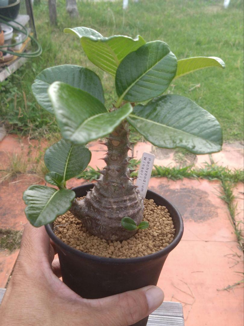 塊根植物　パキポディウム　ウィンゾリー　実生苗