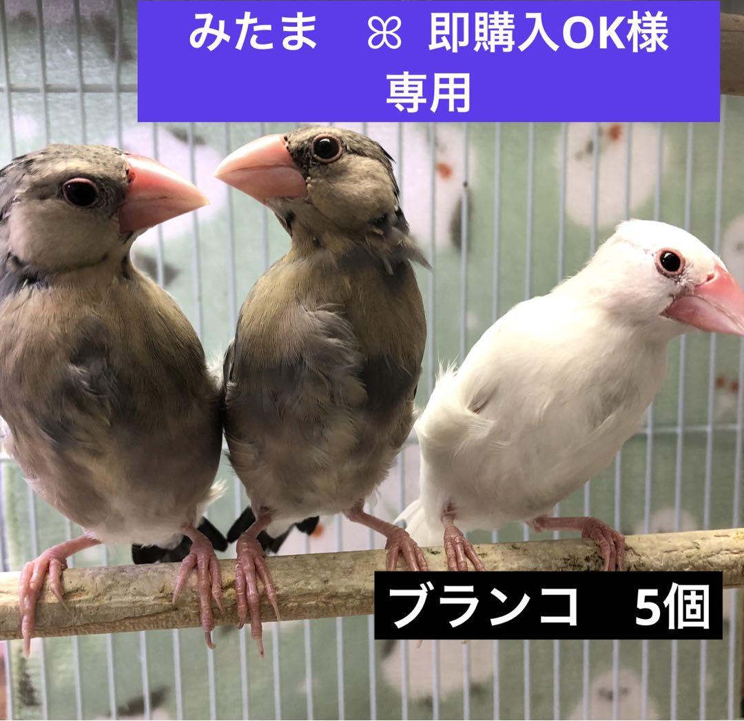 小鳥用】ブランコ付♬くねくねバードアスレチック （めざせ、脱