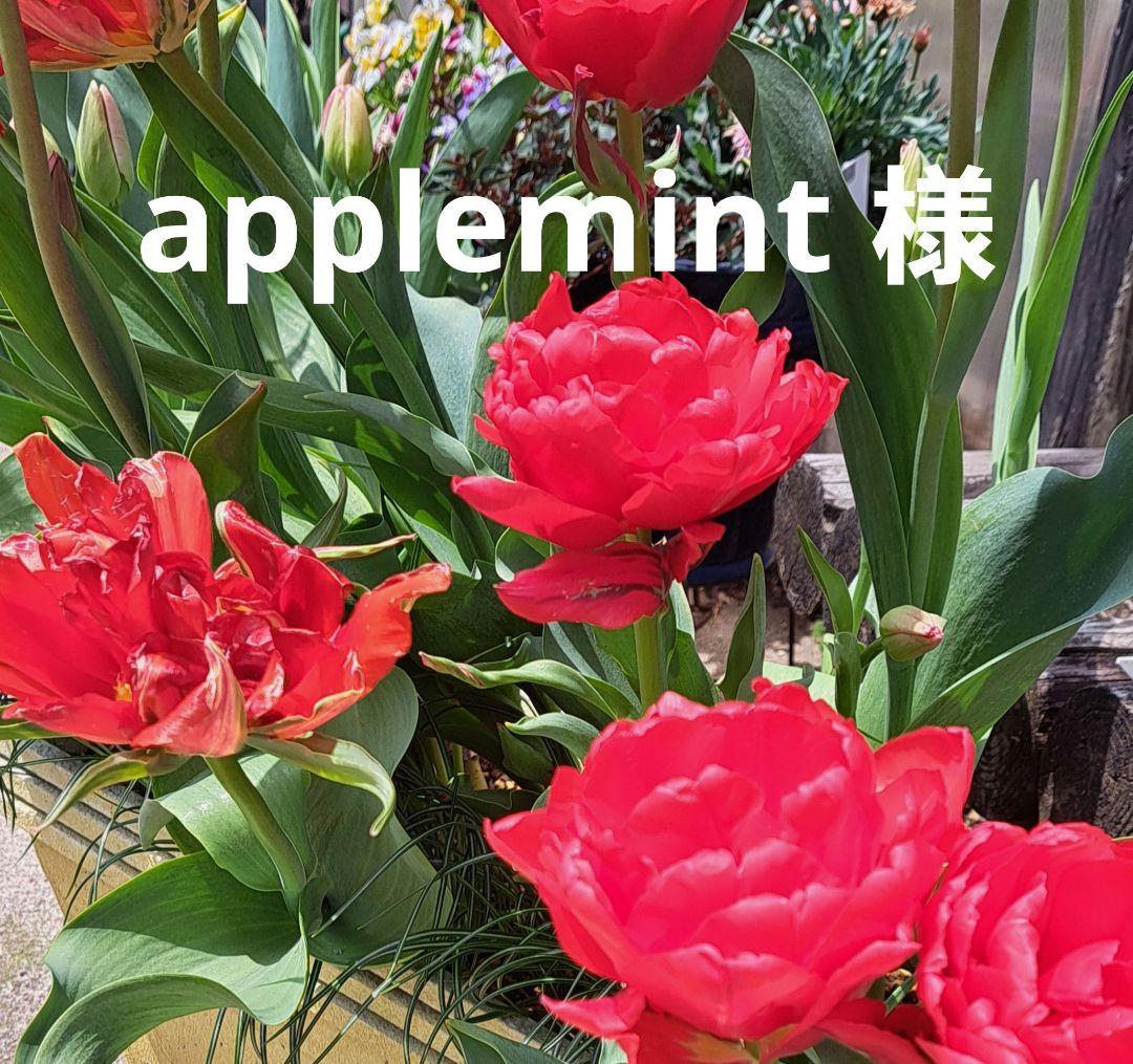 applemint です。