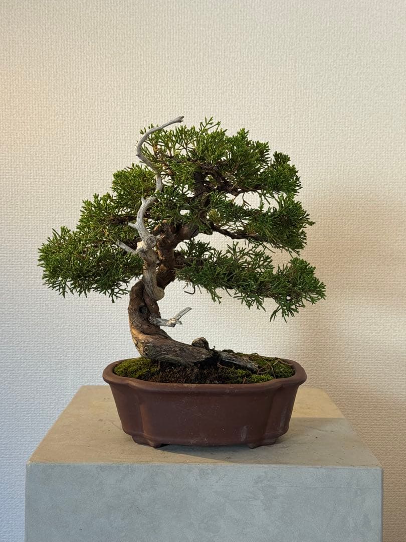 盆栽　真柏　小品