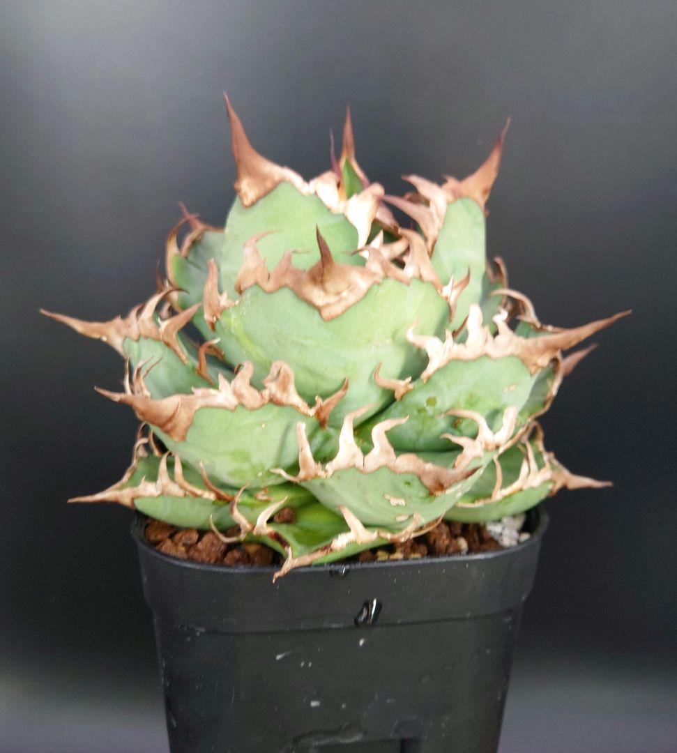 アガベ　チタノタ　シチリア　鉢ごと　強歯　親株中株