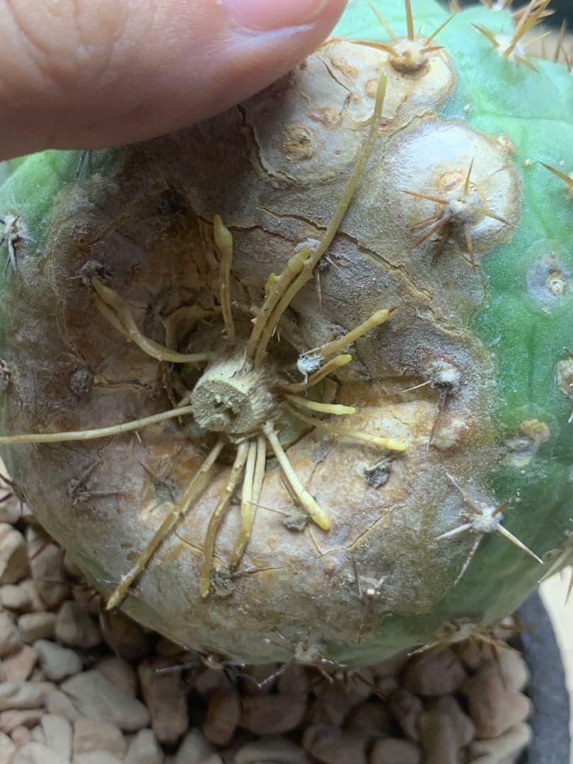 コルムナアルバ 孤竜丸