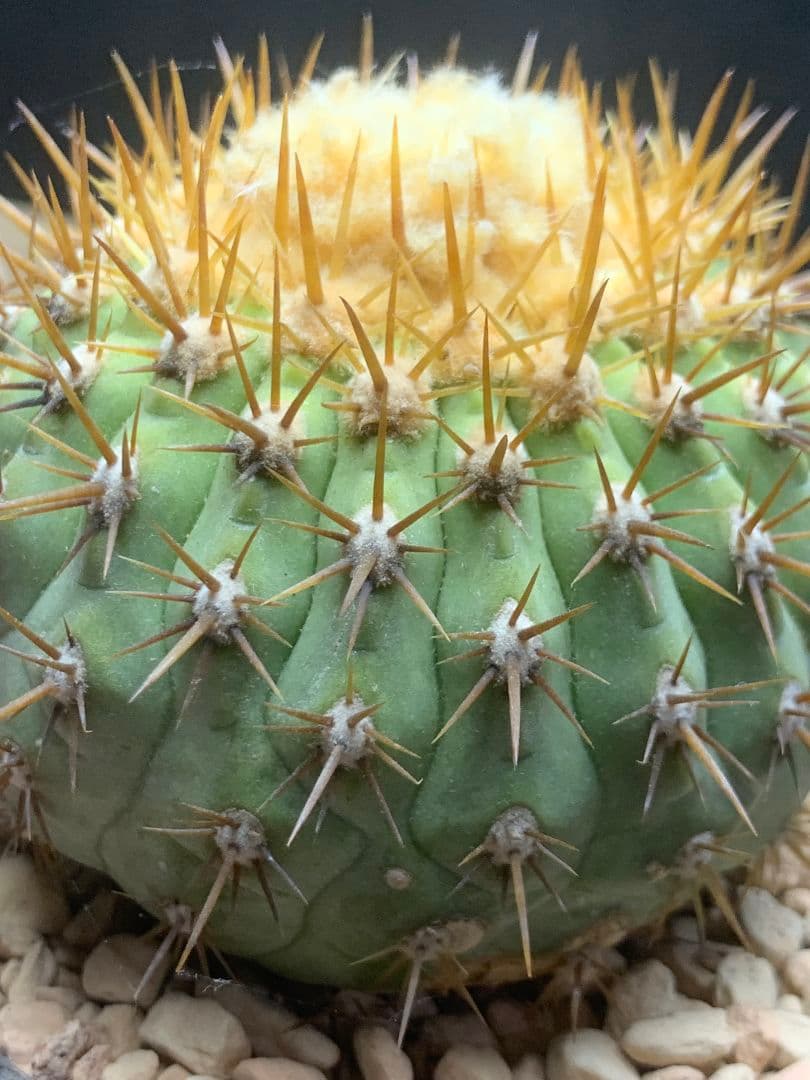 D122 コピアポア コルムナアルバ 孤竜丸 棘も目立った傷や汚れなし YUZUMIYA_COM