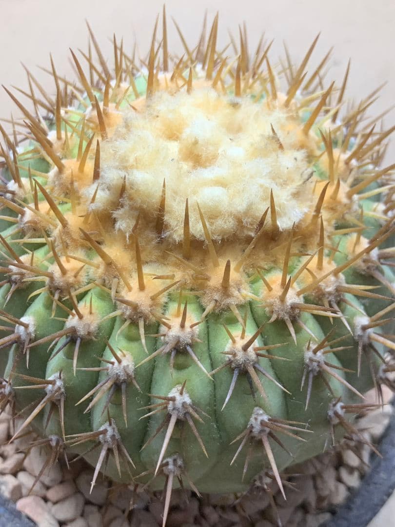 棘も目立った傷や汚れなし