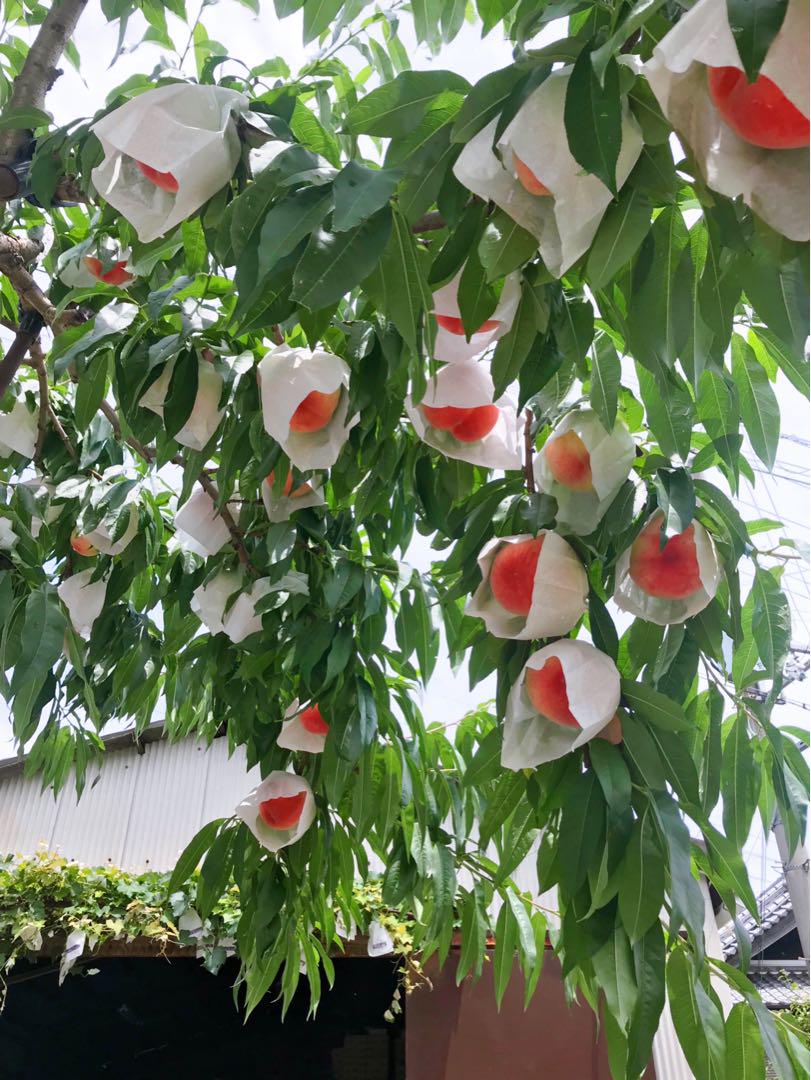 桃白鳳(特秀品)大玉12個入り4kg 用￼化粧箱仕様 白鳳(特秀品)大玉12個 4kg用化粧箱入り2箱 （楽天市場】お中元