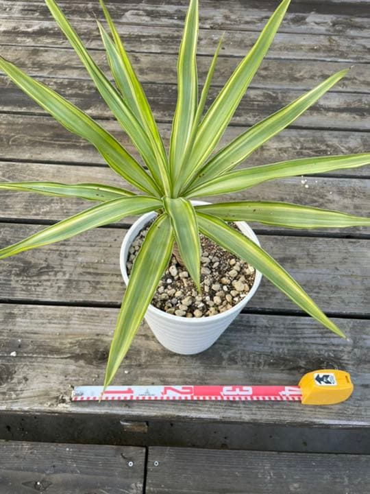 希少ユッカ エレファンティペス ジュエル 班入り 35 Www Junglelivinn Com 希少ユッカ エレファンティペス ジュエル 班入り 35 Www Junglelivinn Com