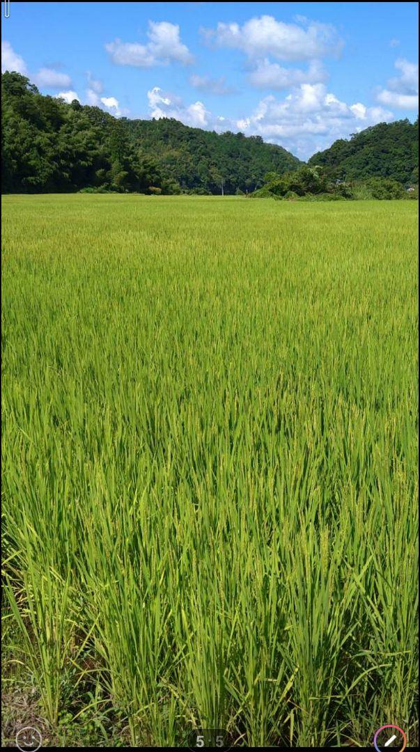 農家直送！新米★こしひかり　玄米30kg　令和6年鳥取県産