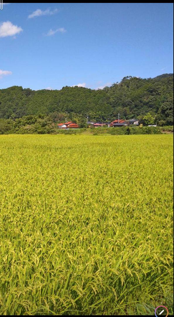農家直送！新米★こしひかり　玄米30kg　令和6年鳥取県産