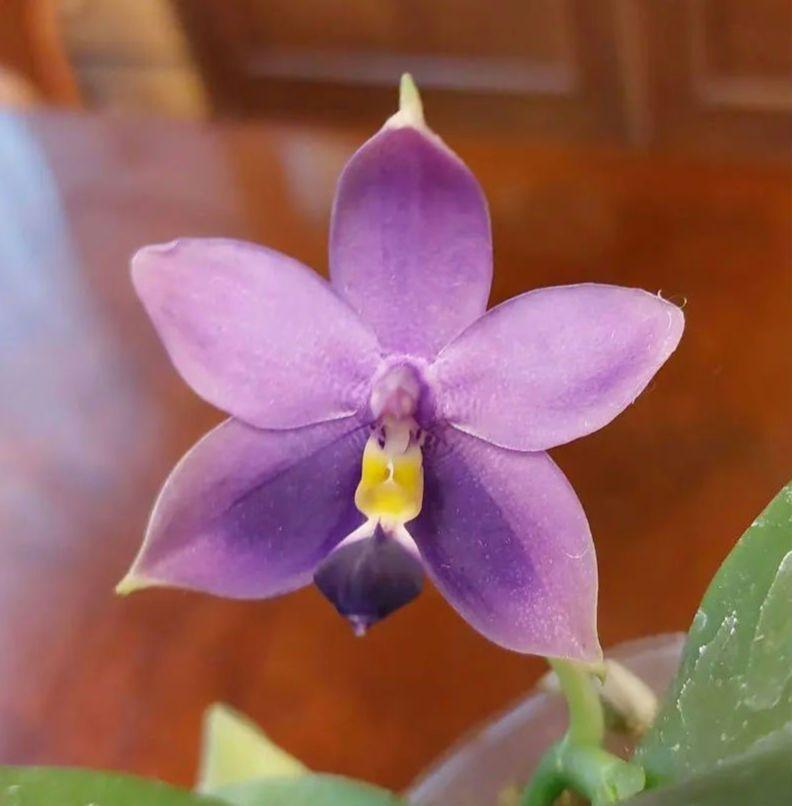胡蝶蘭 原種 ビオラセア ヴィオラケア Phal ファレノプシス 洋蘭