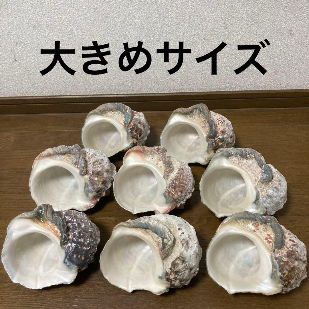 貝殻　スライス様 リクエスト 2点 まとめ商品