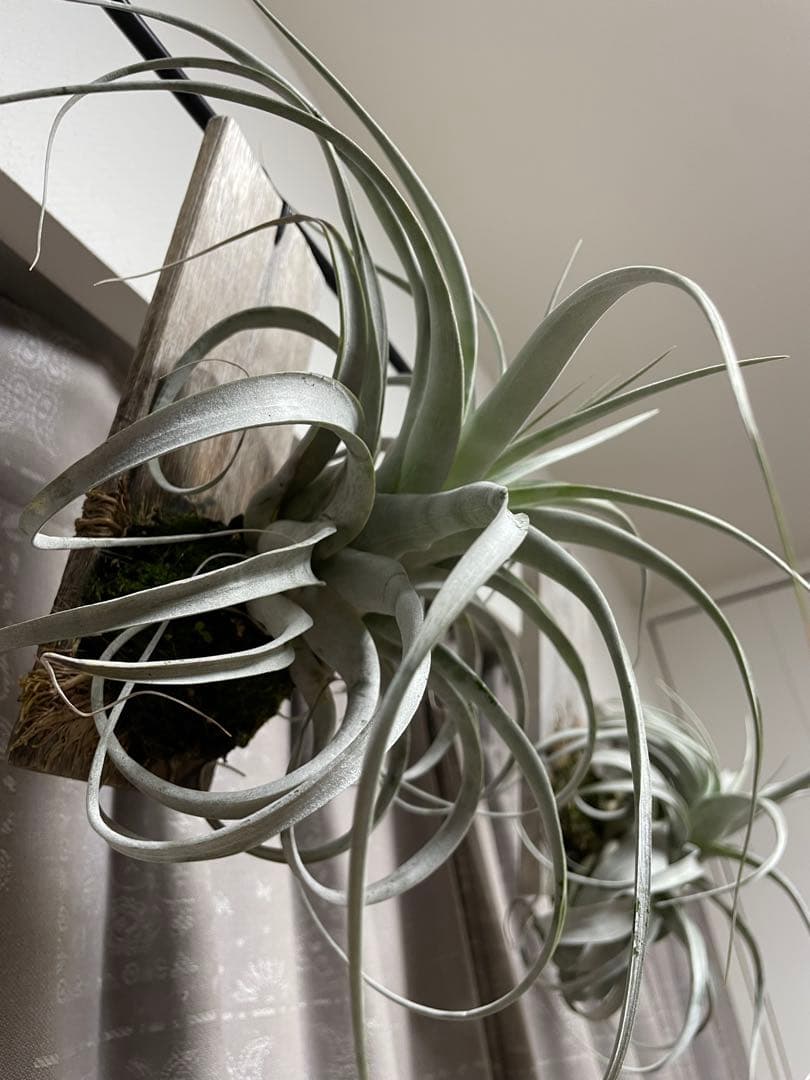 大株キセログラフィカ thin leaf エアープランツ