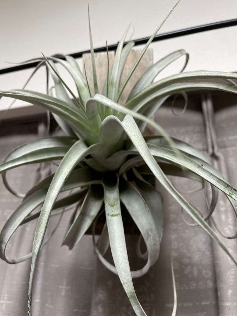 大株キセログラフィカ thin leaf エアープランツ