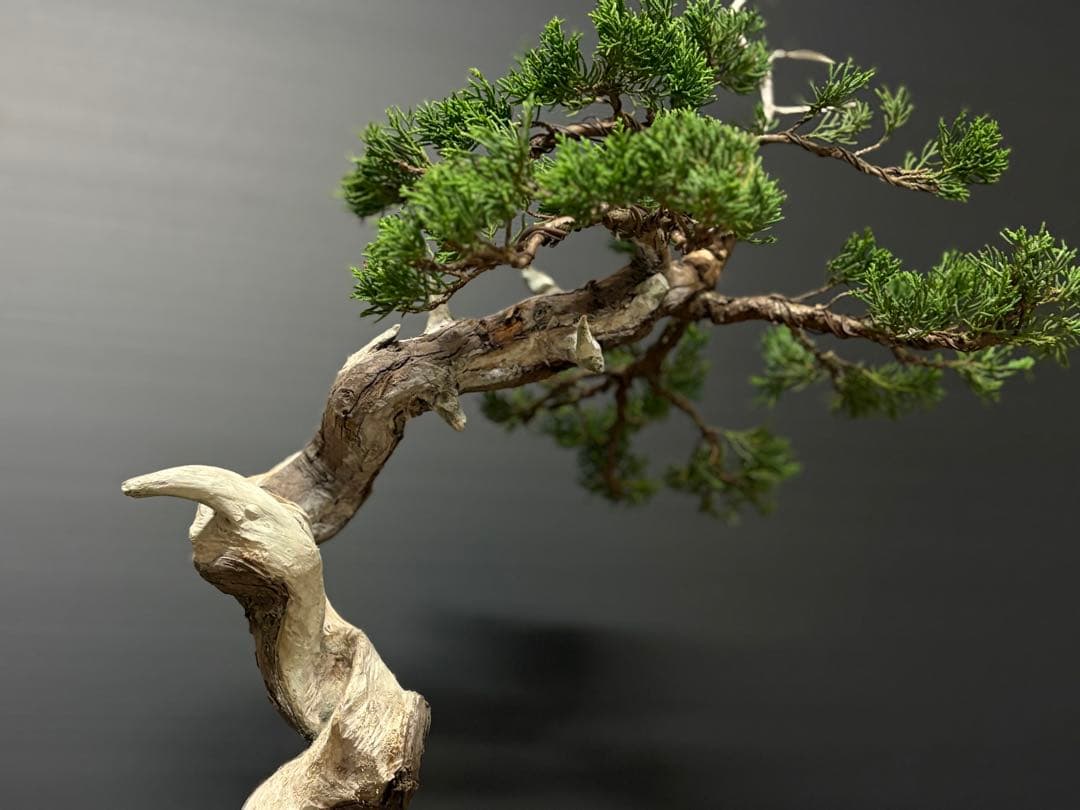 [盆栽]真柏/シャリ幹