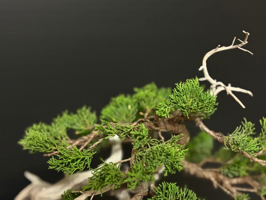 [盆栽]真柏/シャリ幹