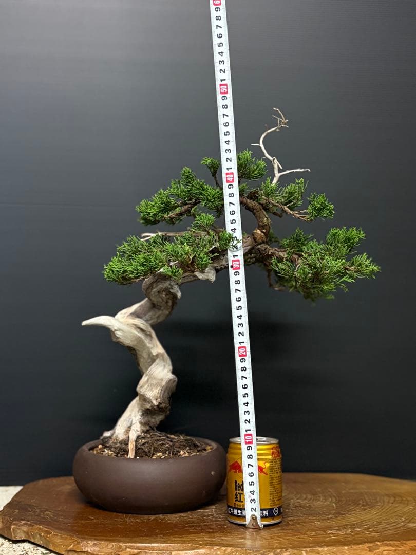 [盆栽]真柏/シャリ幹