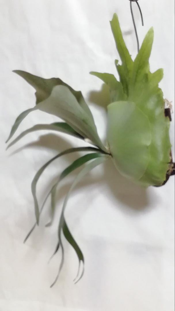 ビカクシダ P.bifurcatum