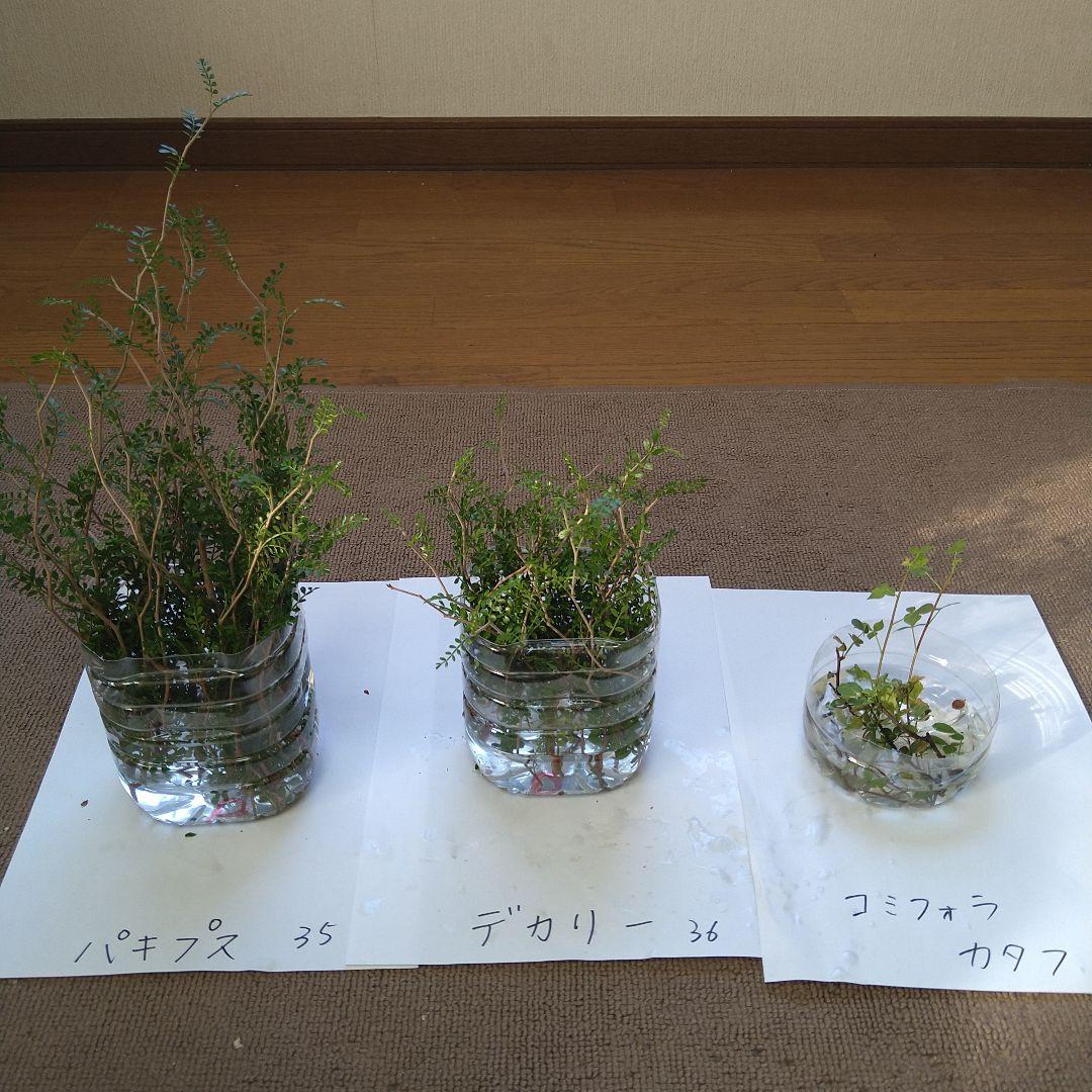 オペルクリカリア2種 コミフォラカタフ 剪定枝セット目立った傷や汚れなし YUZUMIYA_COM