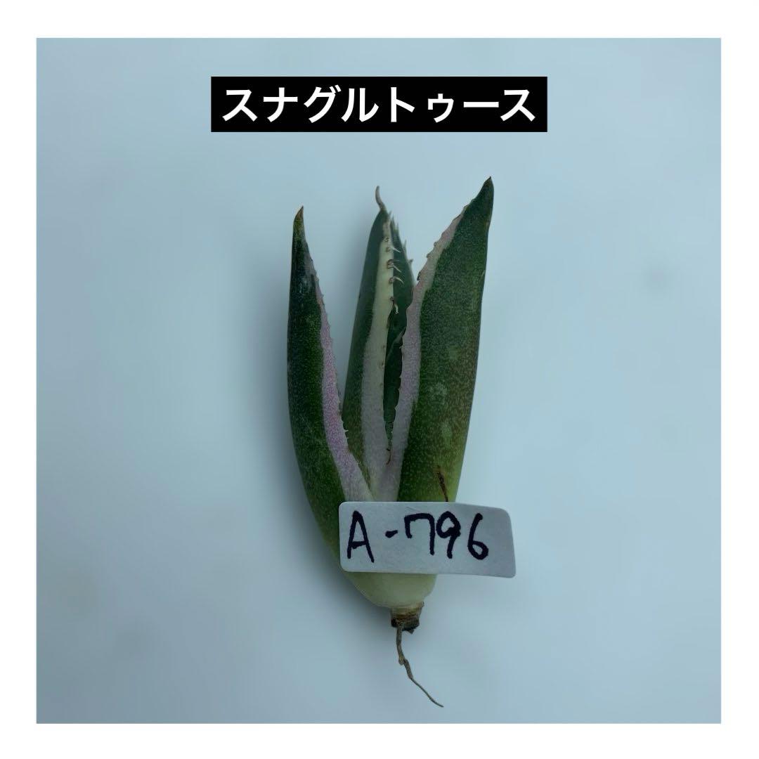 海坊主さん　アガベ　チタノタ　スナグルトゥース　メルカリ便 A-809 アガベ チタノタ スナグルトゥース - メルカリ