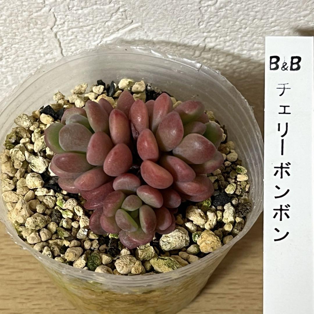 ＊ハリネズミ様専用＊多肉植物　チェリーボンボン