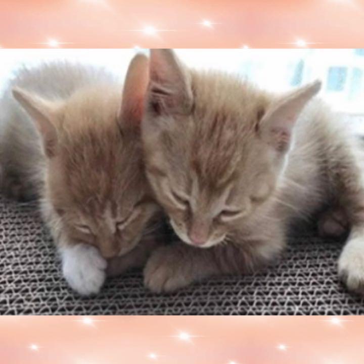 最新作新品 ❤3個セットで超お買い得&経済的❣爪研ぎ兼用ペットベッド ❤猫スクラッチャー VhqTe-m80586234049 得価最新作