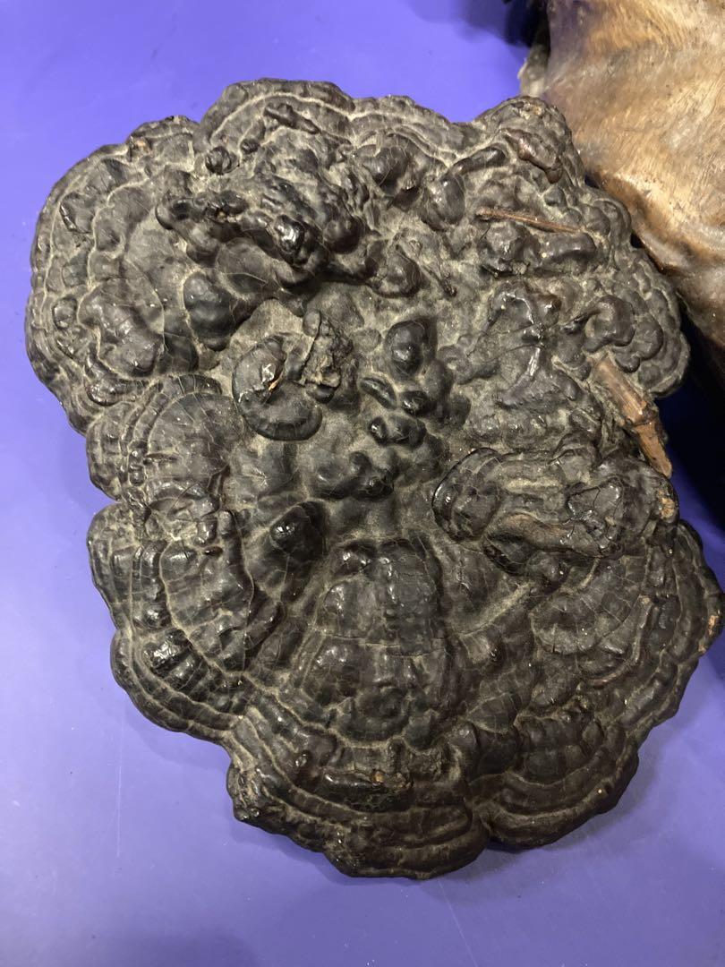 貴重 古民家蔵出品 明治時代 骨董品 古い木の瘤 木瘤 火鉢 大型古霊芝 囲炉裏
