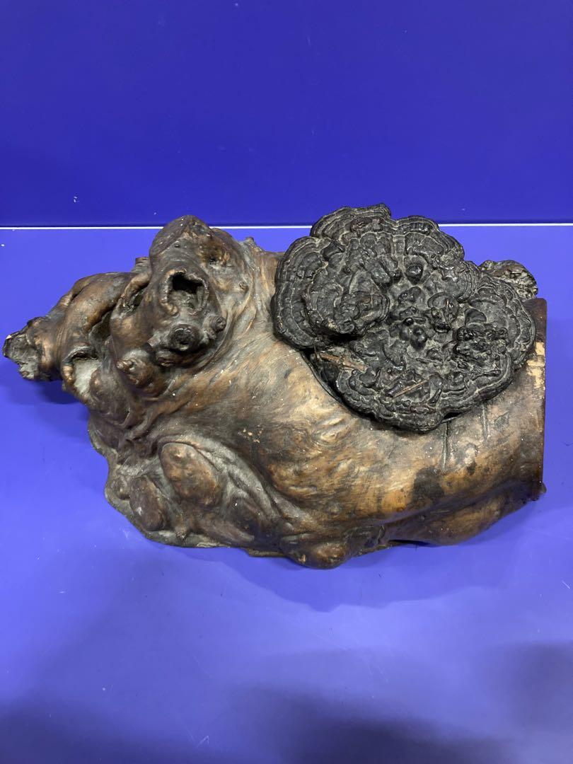貴重 古民家蔵出品 明治時代 骨董品 古い木の瘤 木瘤 火鉢 大型古霊芝 囲炉裏