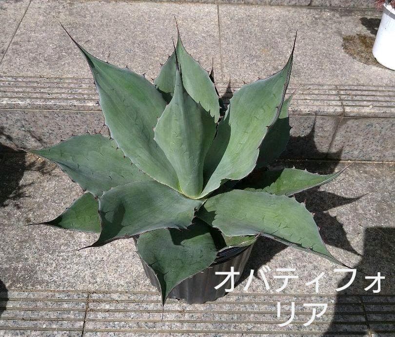 値下げしてます！「美品」アガベ オバティフォリア 50cm（子株付き） アガベ 巨大 オバティフォリア【幅50cm】 - メルカリ