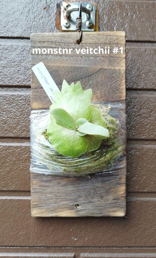 Monster veitchii #1 (oc) 株分 ビカクシダ