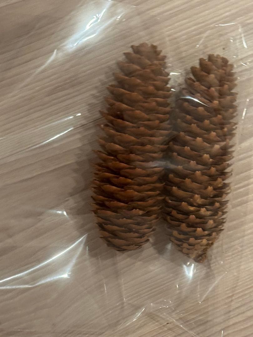 大量の松ぼっくり＆木の実セット目立った傷や汚れなし