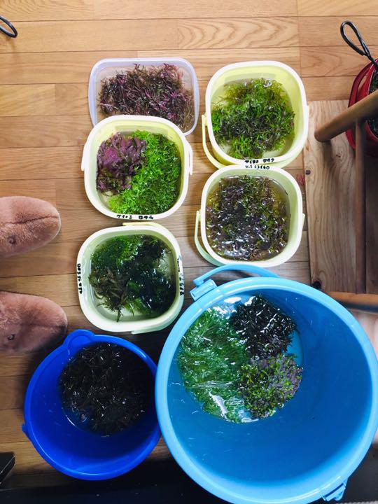 水草　トリミング　有茎草　水中葉　無農薬