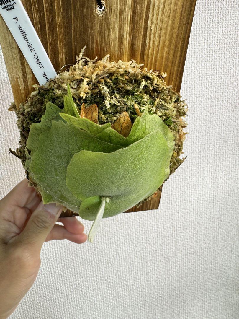 【A】P. willinckii 'OMG'spore ビカクシダ