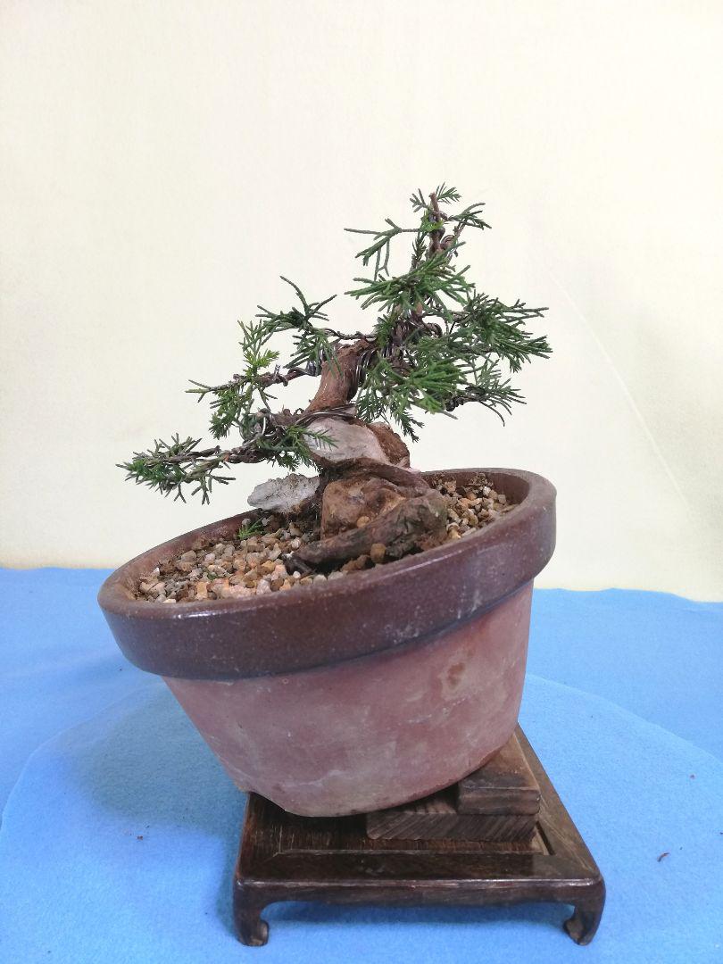 新品本物 小品盆栽〔糸魚川真柏〕素材です - 植物/観葉植物 - www ...