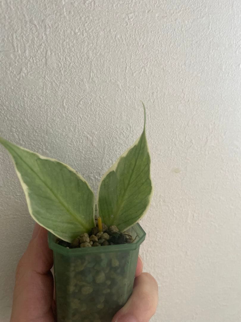 怪奇植物斑入り人魚ホヤHoya polyneura albomarginata② 週末セール 人魚ホヤ polyneura albomarginata サクララン