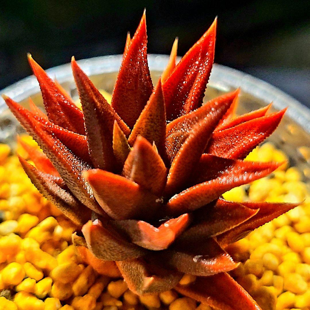 ◎ 252 五重塔 レッド 多肉植物 ハオルチア アロエ - メルカリ