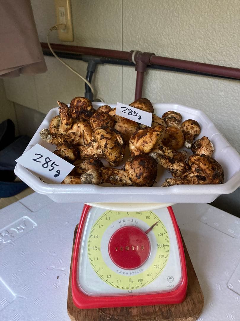 和歌山県産国産松茸　松茸オジイ 人気・おすすめ｜使いやすい・旅行におすすめ 品質保証 全国発送 正規品・日本国内発送・安心保証付き