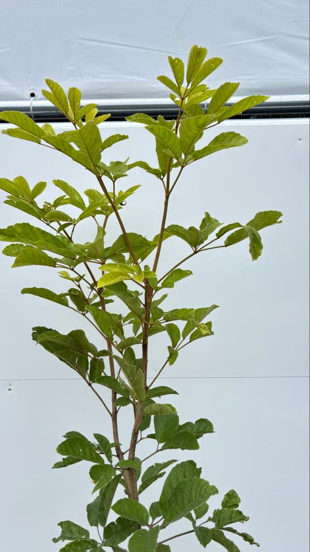 黄色の花が美しい イペー