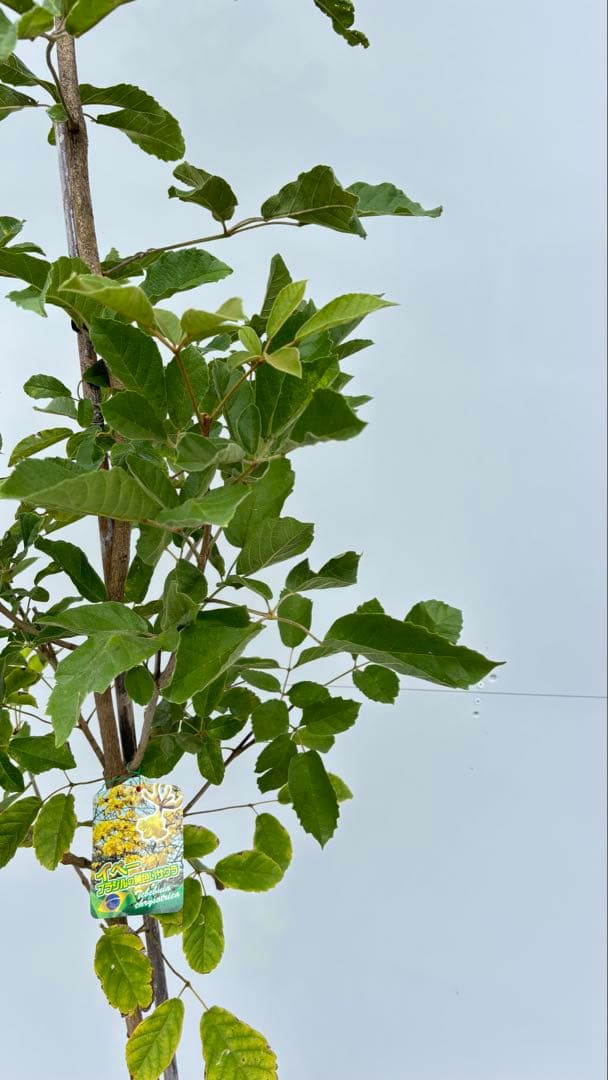 黄花ノウゼン新品、♥