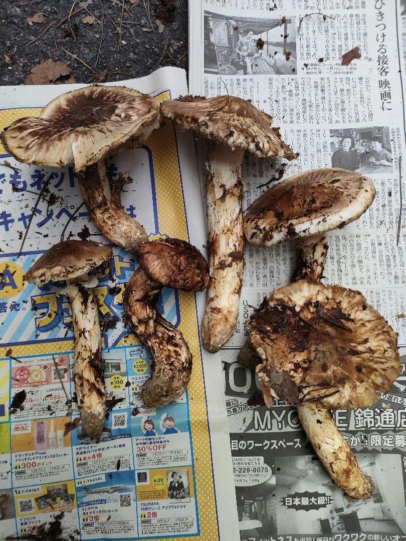 小澤農場～医食野菜～さま専用 大小混合ニシユタカ２０キロ① 小澤農場～医食野菜～さま専用 大小混合ニシユタカ20キロ①