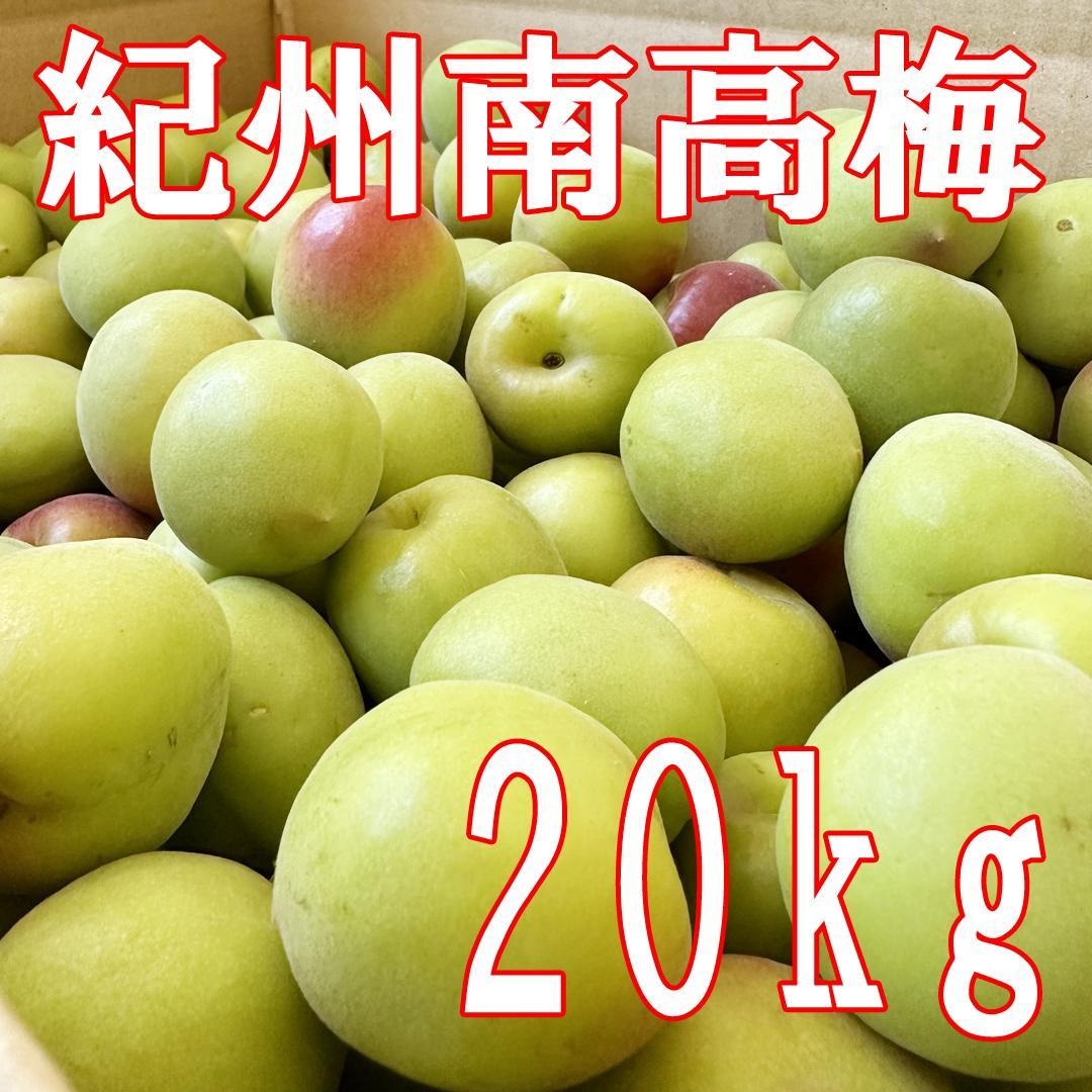 青梅　紀州南高梅　20キロ