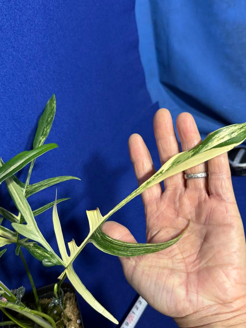 斑入P. polypodioides