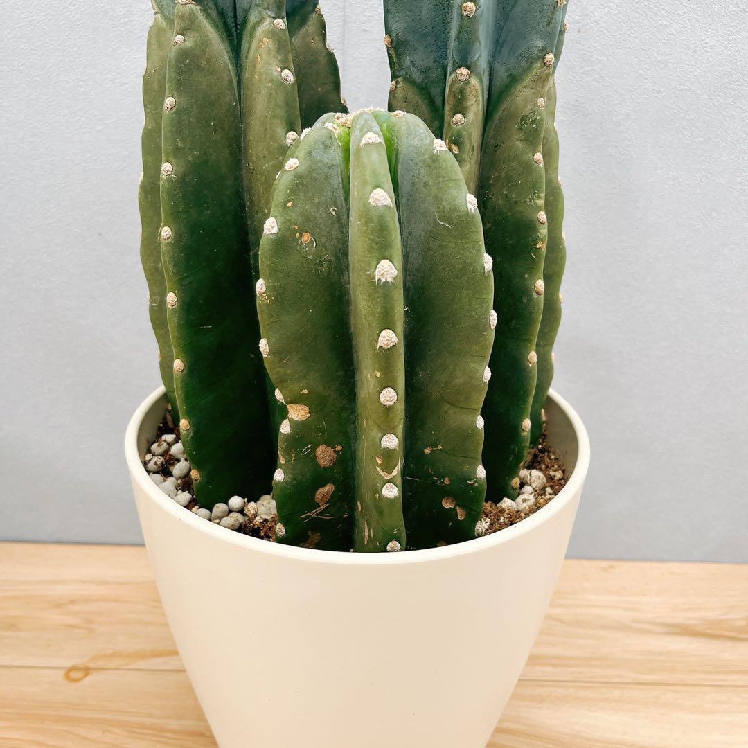 現品］C 柱サボテン 鬼面角 3本立て 小 8号 観葉植物 大型 多肉植物