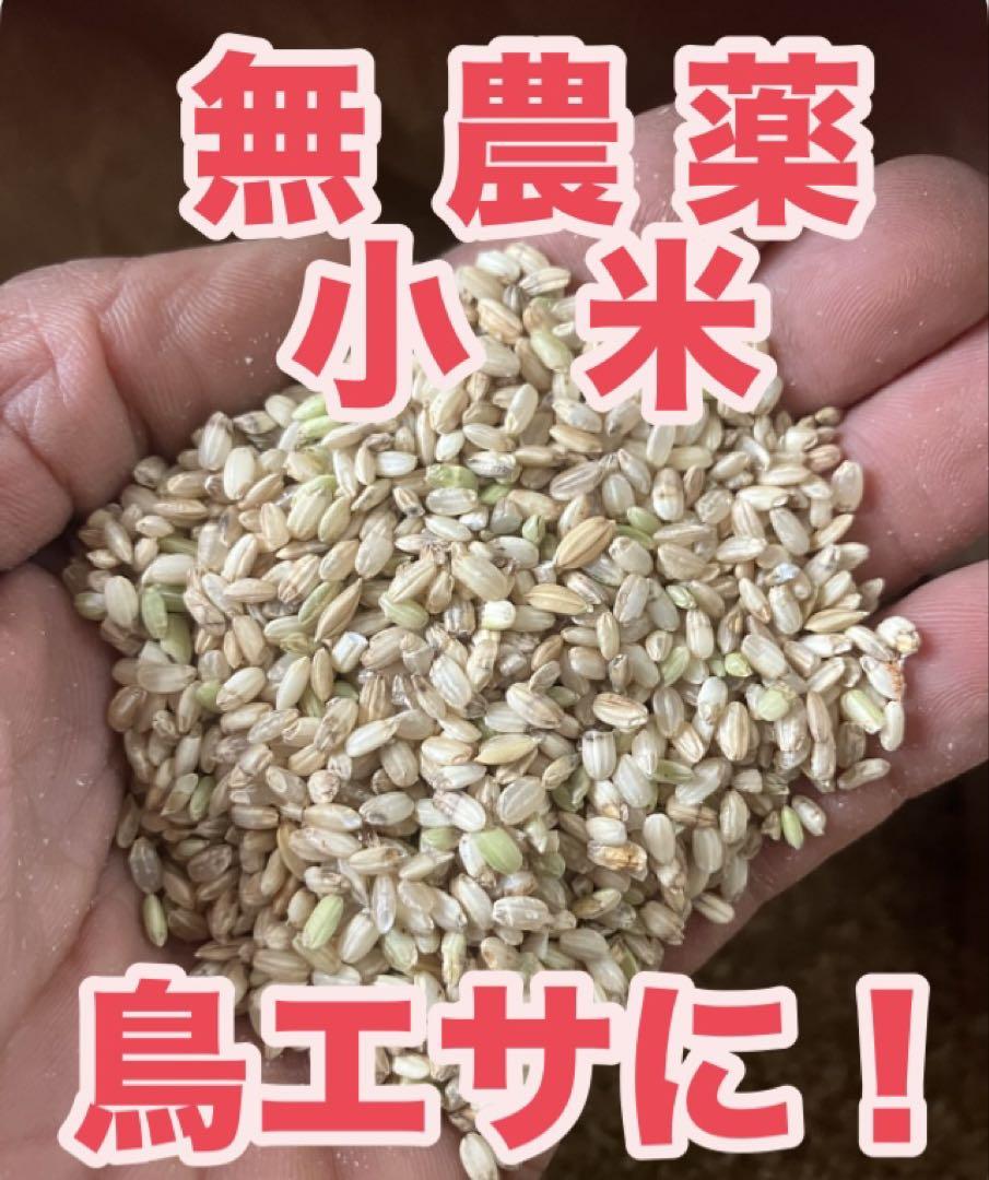 ２０２４年収穫 新米 小米 くず米【異物除去済】 小鳥 鶏 小動物の餌 2024年収穫 新米 小米 くず米【異物除去済】 小鳥 鶏 小動物