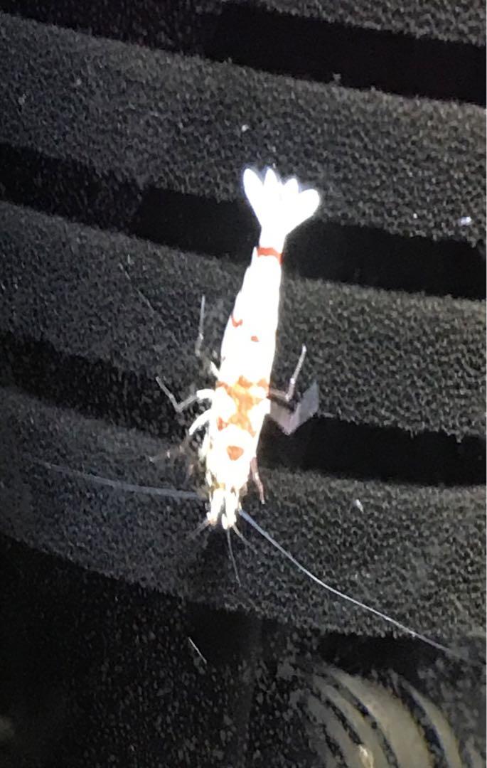 アクアリウム ガラス水槽 30 cm ・60 cm 飼育フルセット 手渡し限定