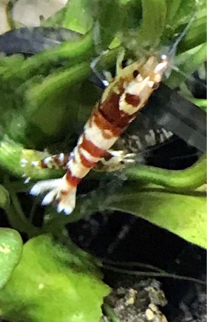 アクアリウム ガラス水槽 30 cm ・60 cm 飼育フルセット 手渡し限定