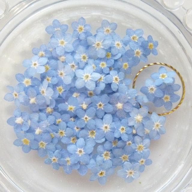 ドライフラワー】勿忘草/わすれな草/忘れな草（S）（856 パーツ レジン