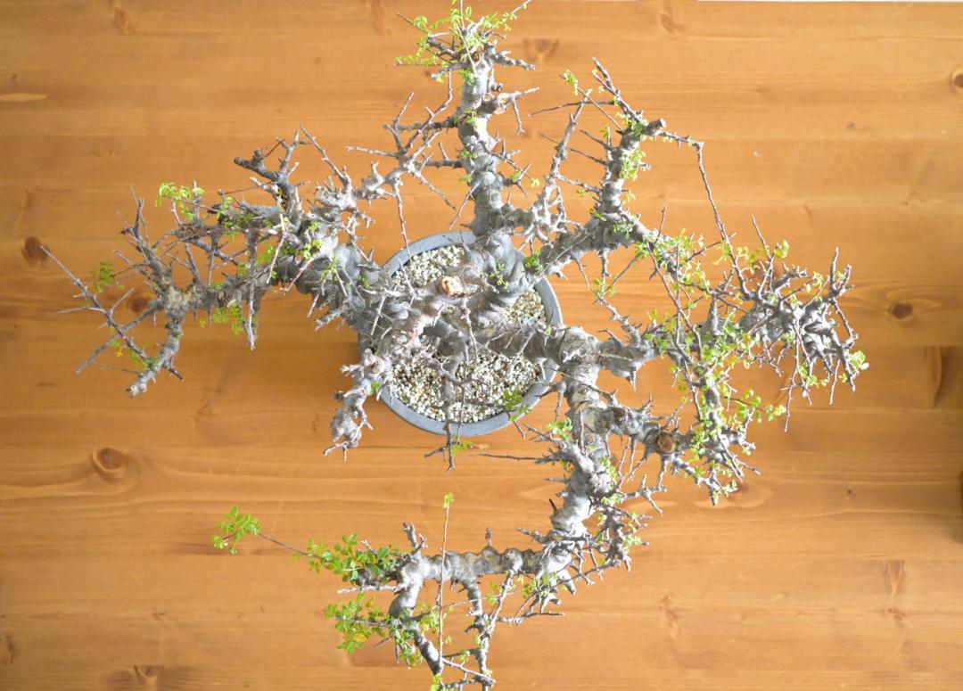 Commiphora sp.Ely×みやび鉢 コミフォラ エイル 大サイズ Commiphora sp.Ely×みやび鉢 コミフォラ エイル 大サイズ - メルカリ