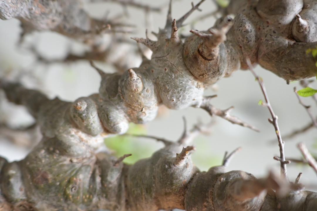 Commiphora sp.Ely×みやび鉢 コミフォラ エイル 大サイズ Commiphora sp.Ely×みやび鉢 コミフォラ エイル 大サイズ - メルカリ